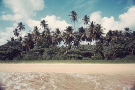 Palm trees along a sandy beach under a blue sky. 