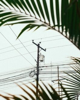 Tropical palm leaves framing a utility pole with electrical wires against a pale sky. 