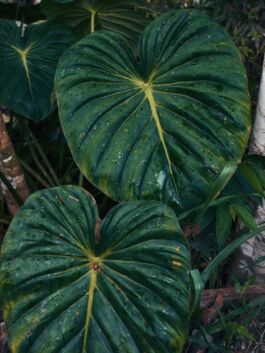 Heart-shaped tropical green leaves with prominent veins and glossy surface. 